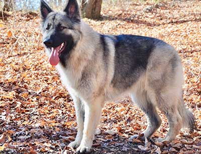 A german shepherd standing in the leaves.