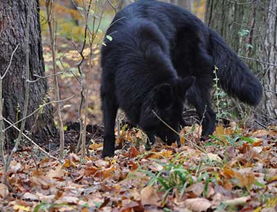 A black dog is sniffing the ground in the woods.