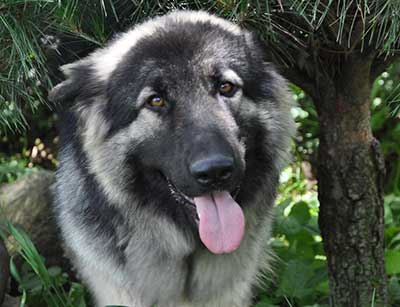 A dog with long hair and pink tongue.