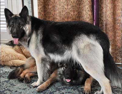 A dog and two cats are laying on the floor.