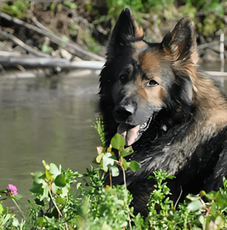 A dog is sitting in the water near some bushes.