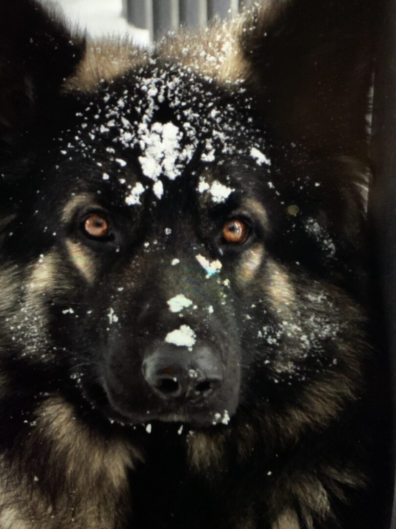 A dog with snow on its face and nose.