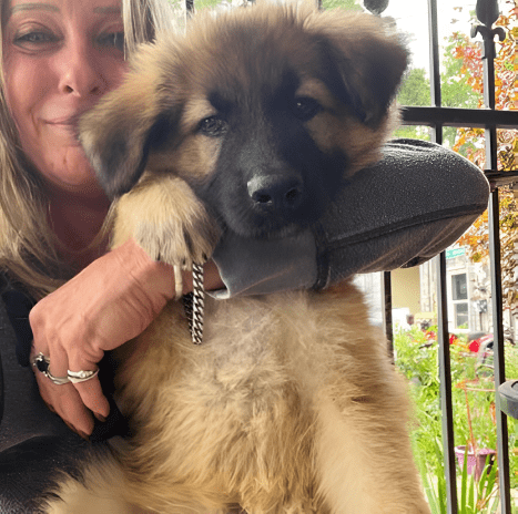 A woman holding a puppy with a shoe in her mouth.