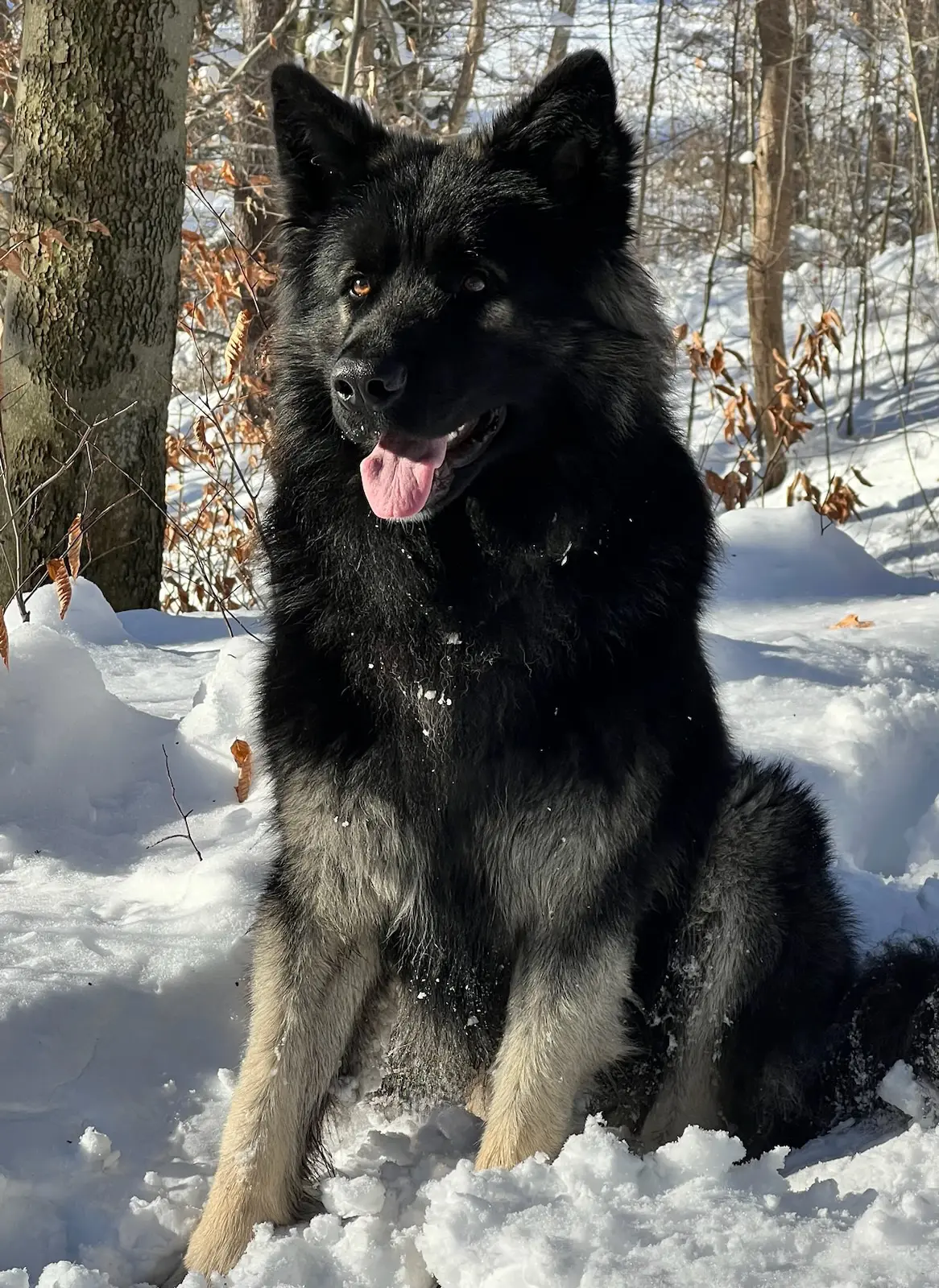 A black dog sitting in the snow with trees behind it.