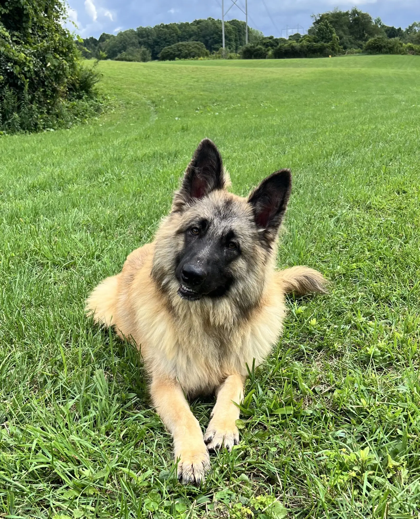 A dog laying in the grass looking at the camera.