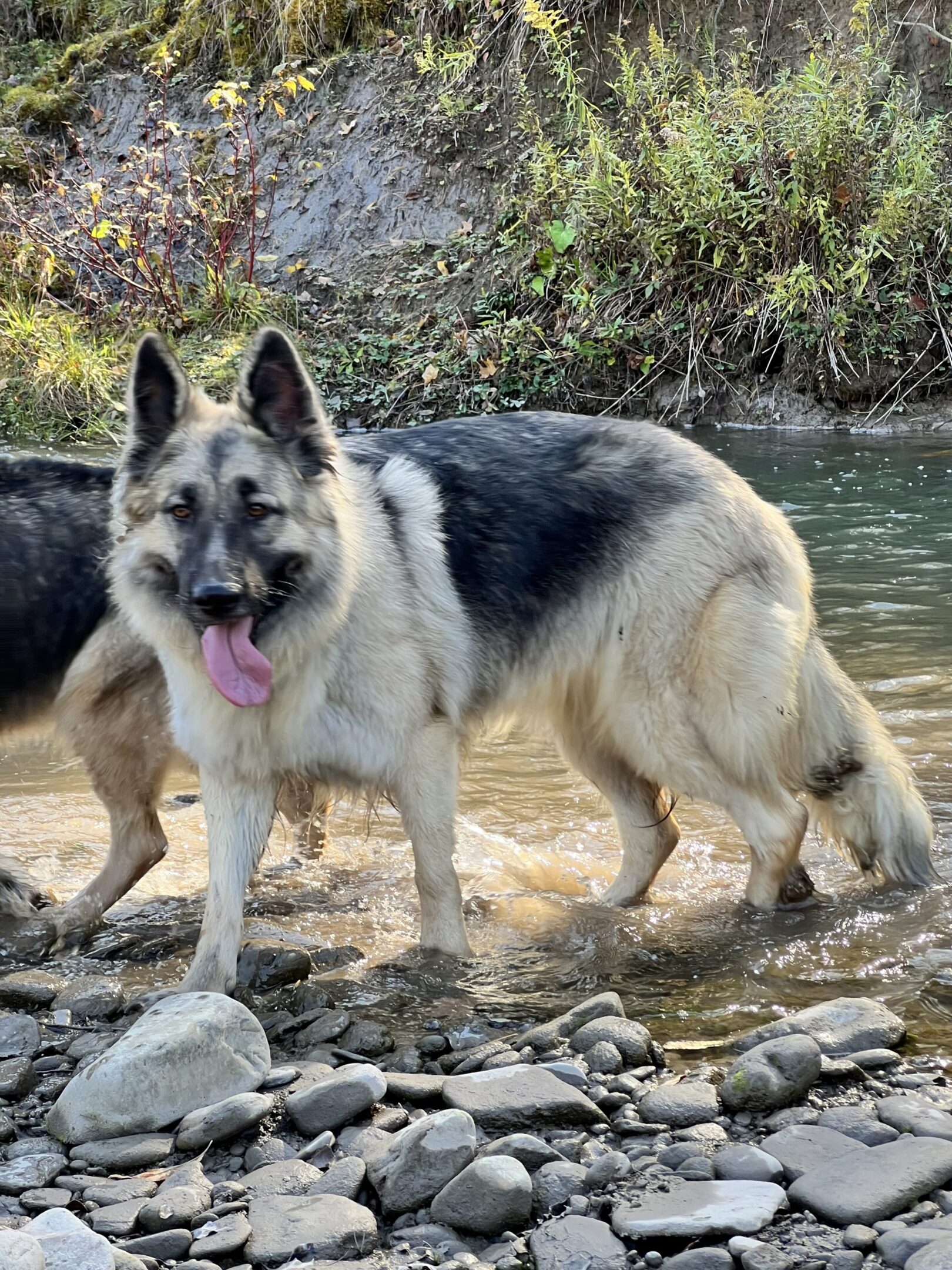 A dog standing in the water near rocks.