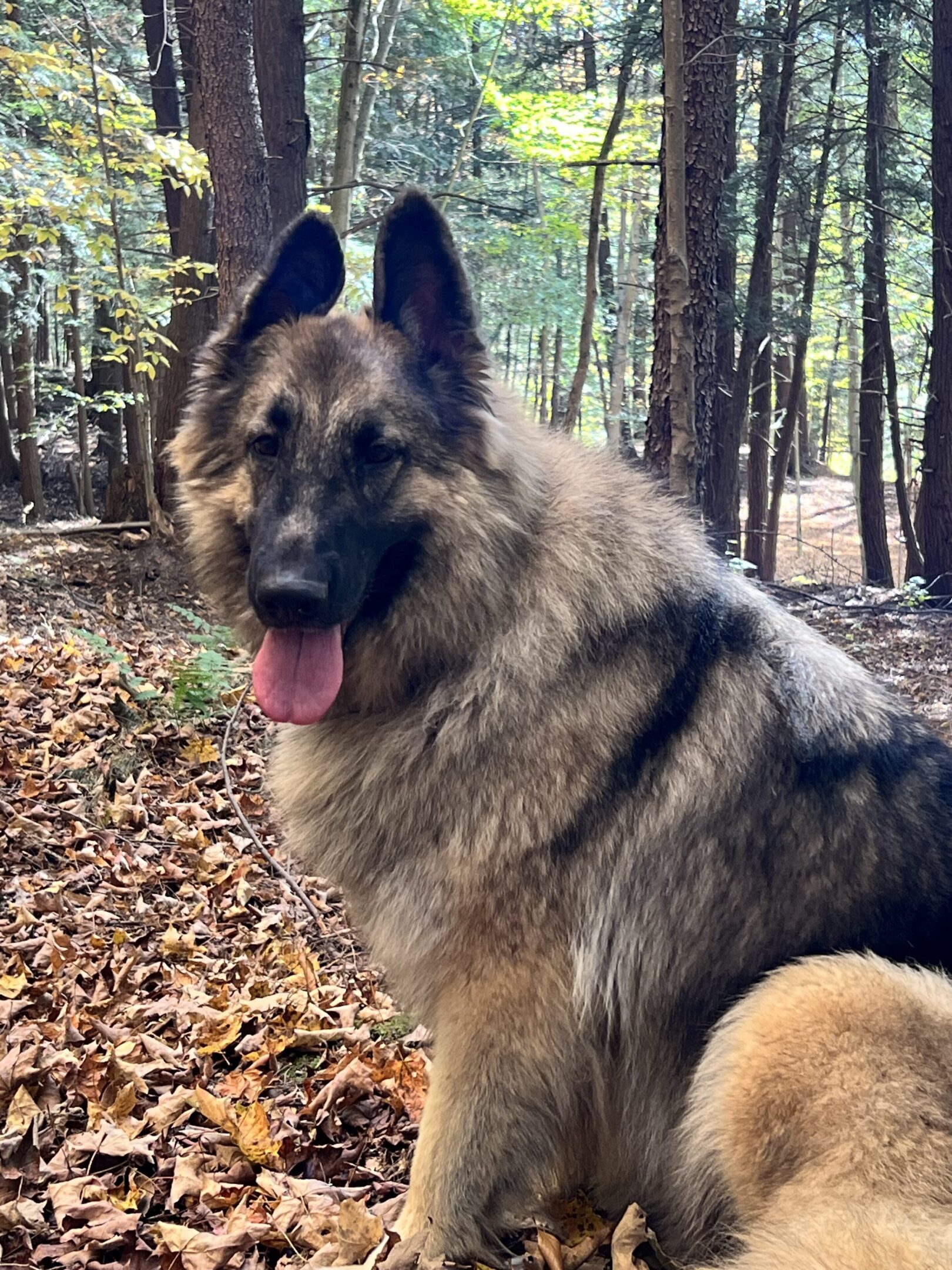 A dog sitting in the woods with its tongue hanging out.