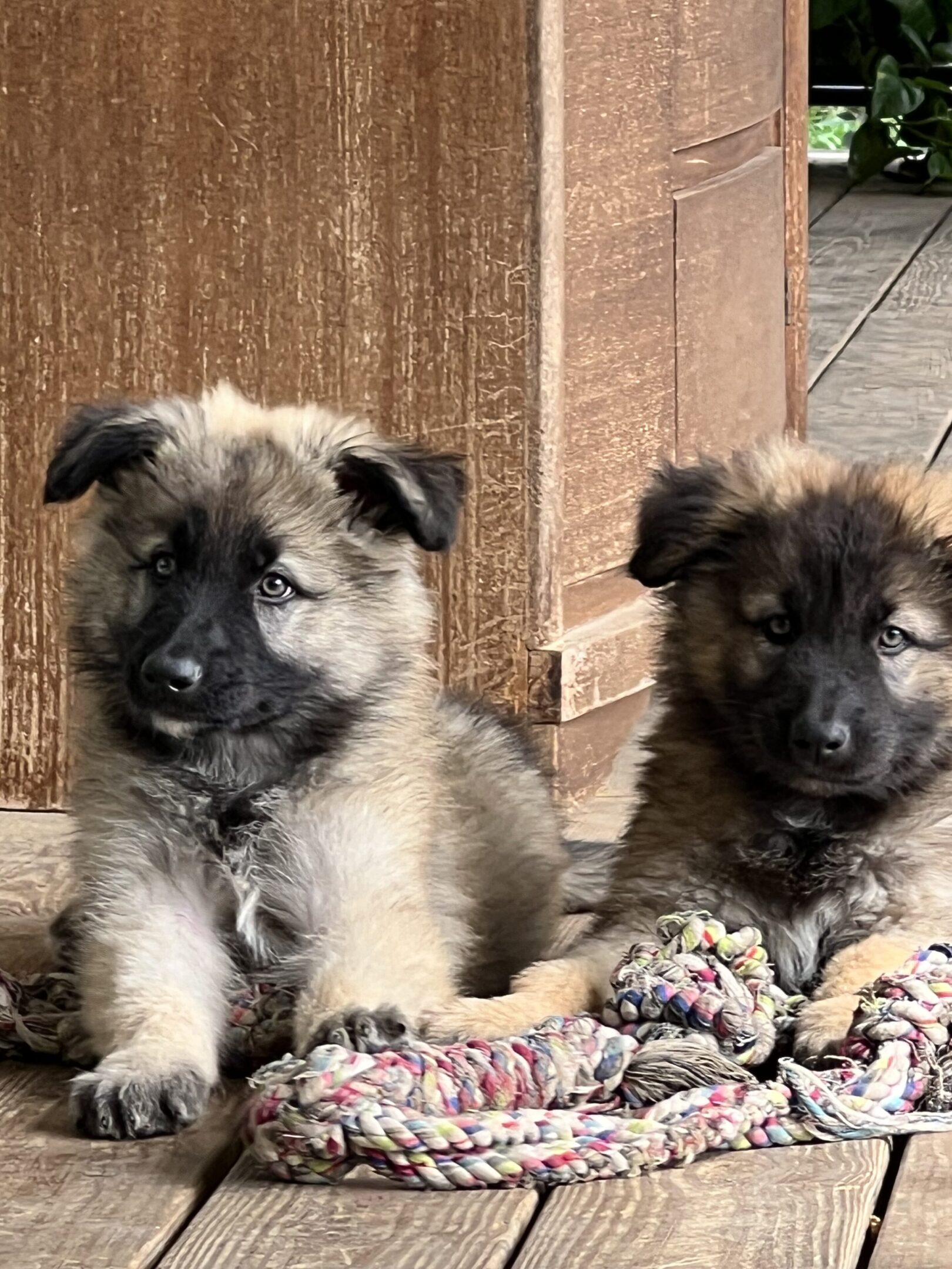 Two puppies sitting on a blanket in front of a door.