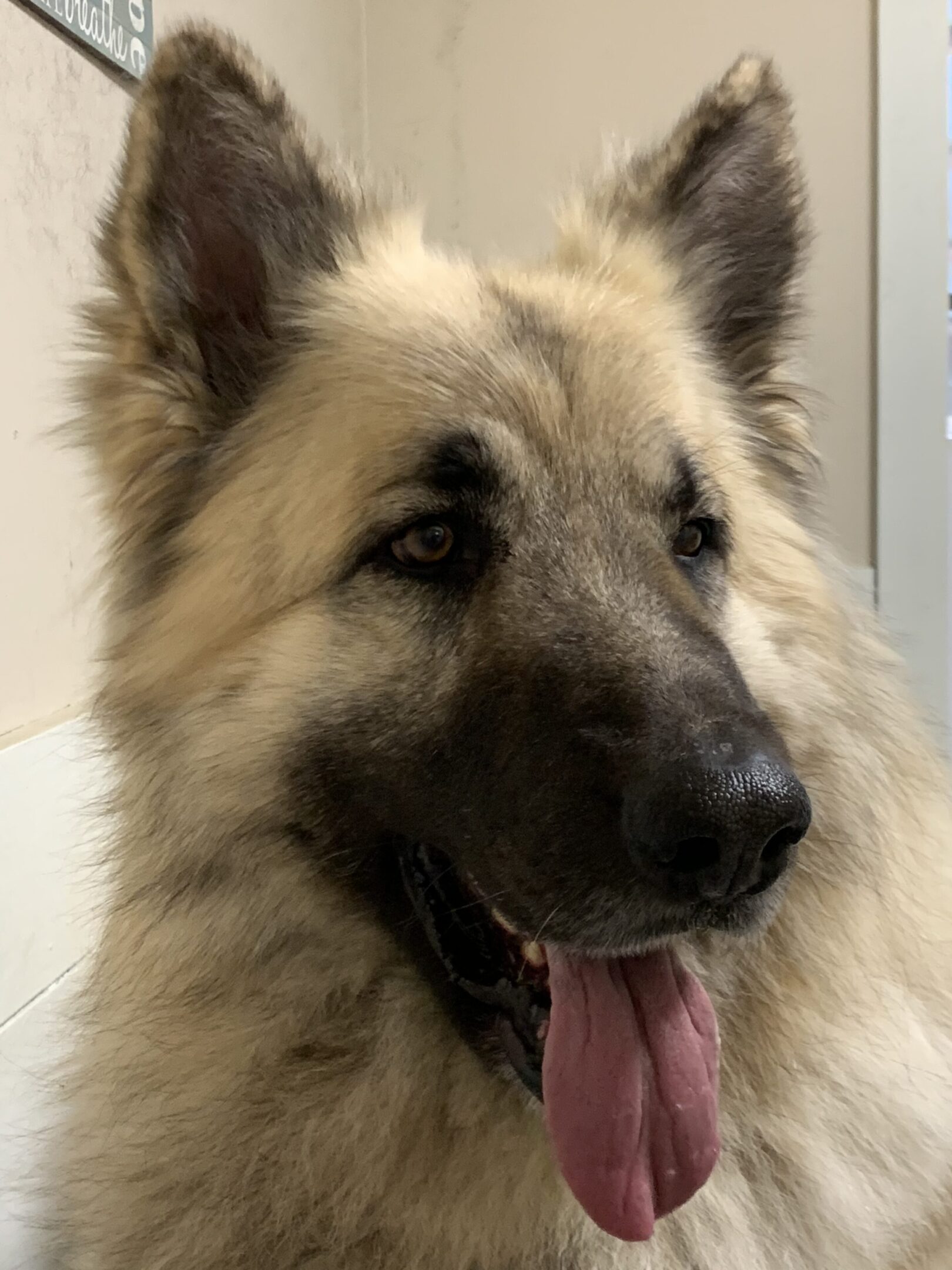 A close up of a dog with its tongue hanging out