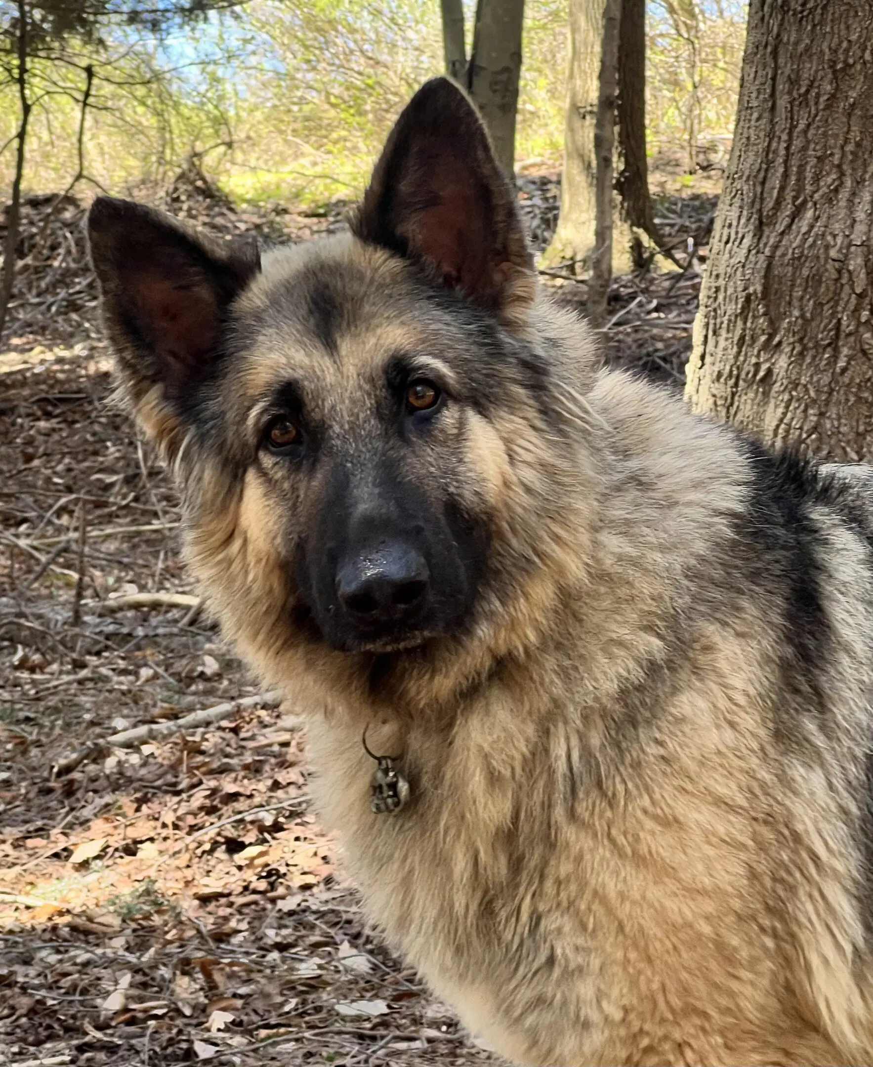 A german shepherd dog standing in the woods.