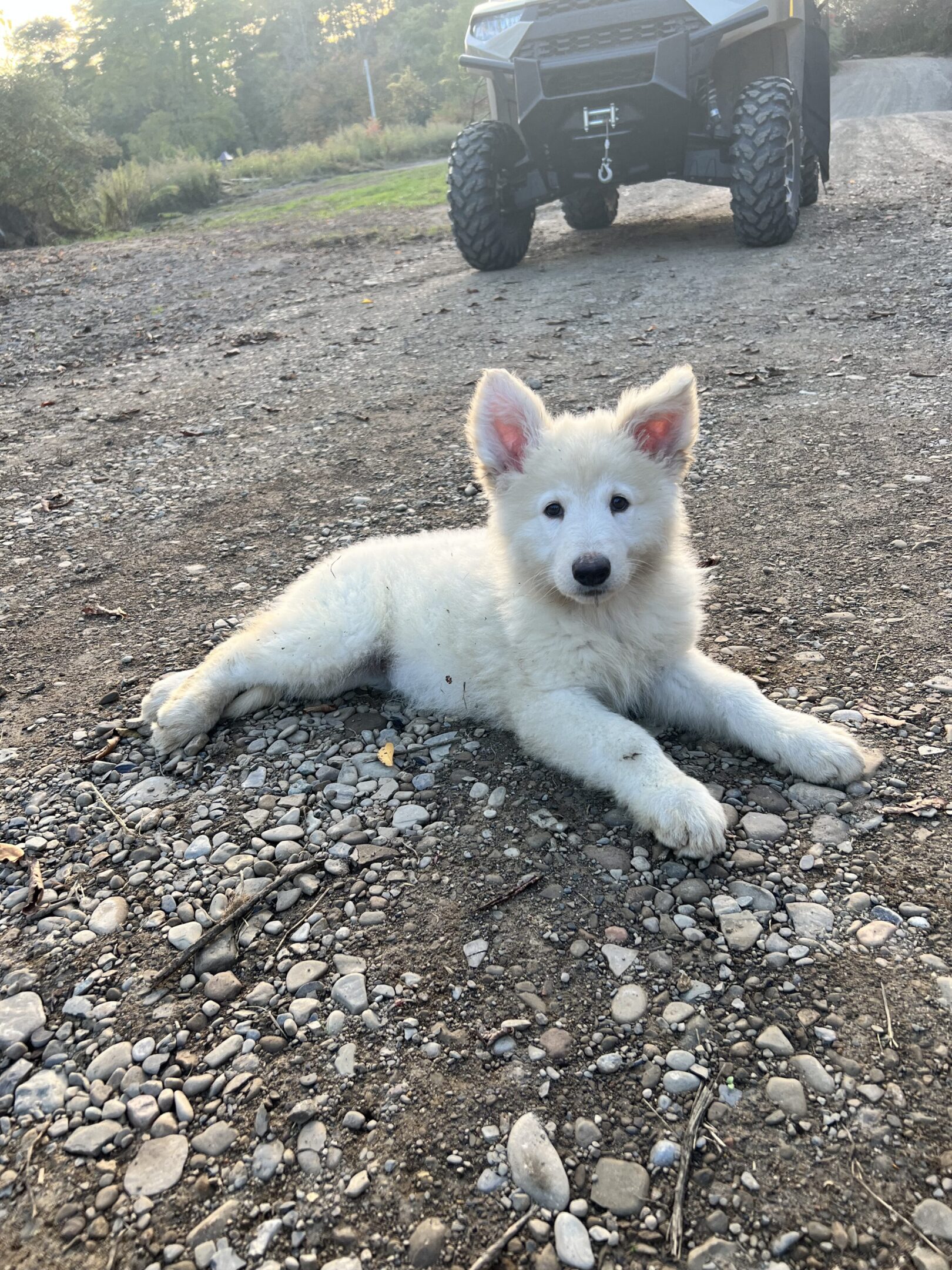 A white dog laying on the ground in front of a truck.