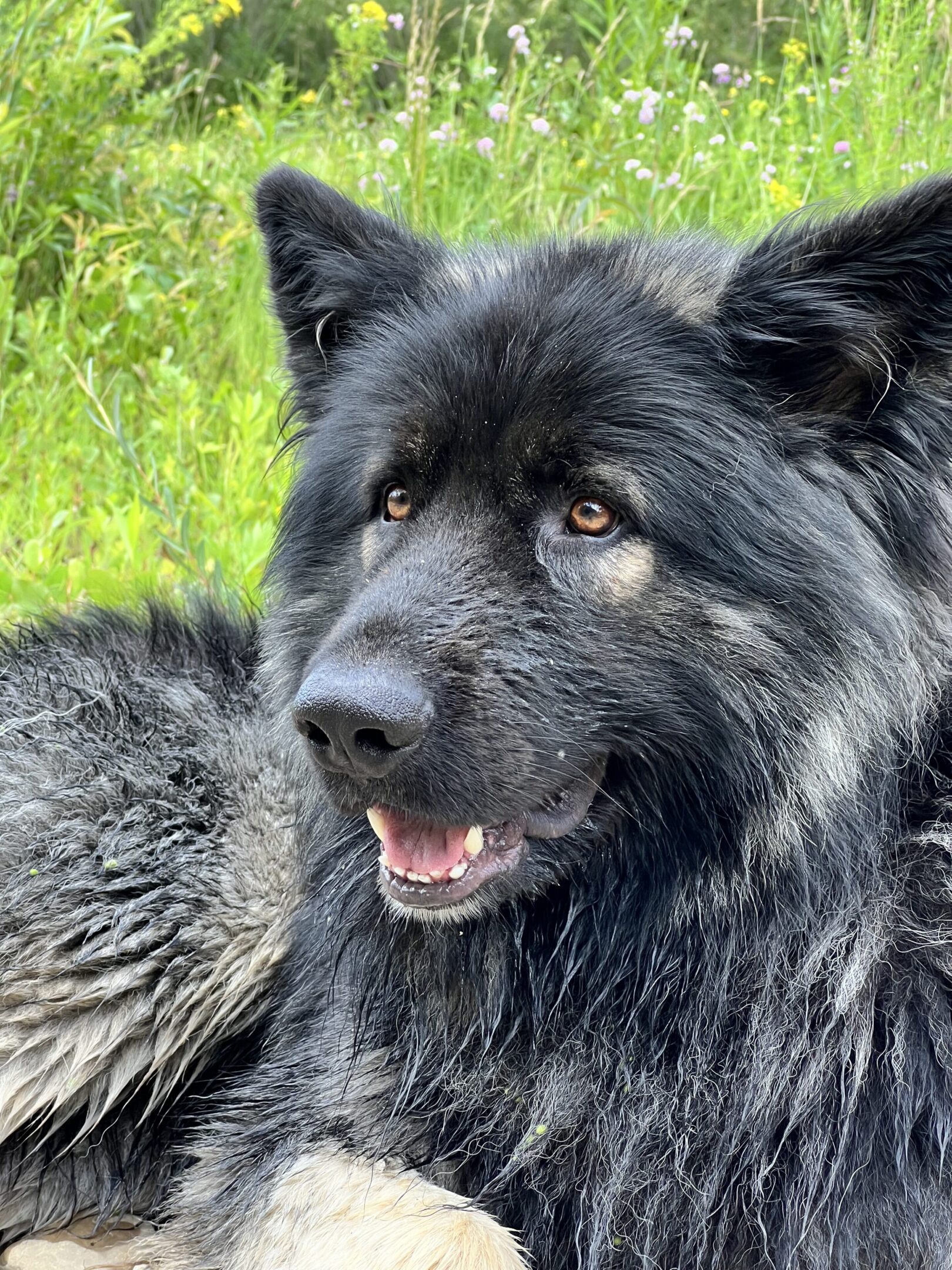 A black dog with brown eyes and long hair.