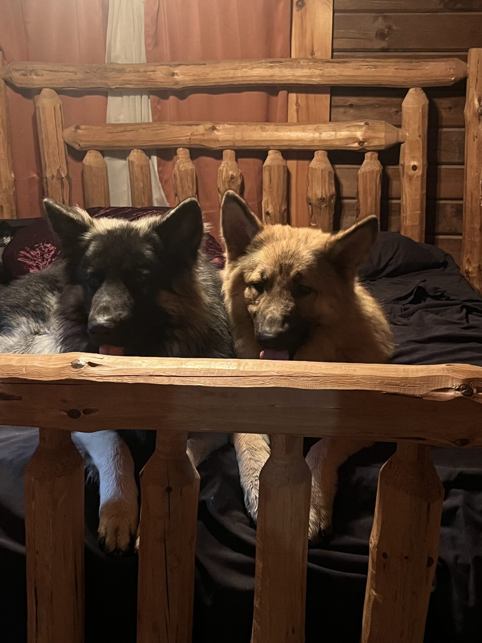 Two dogs laying on a bed in a wooden frame.