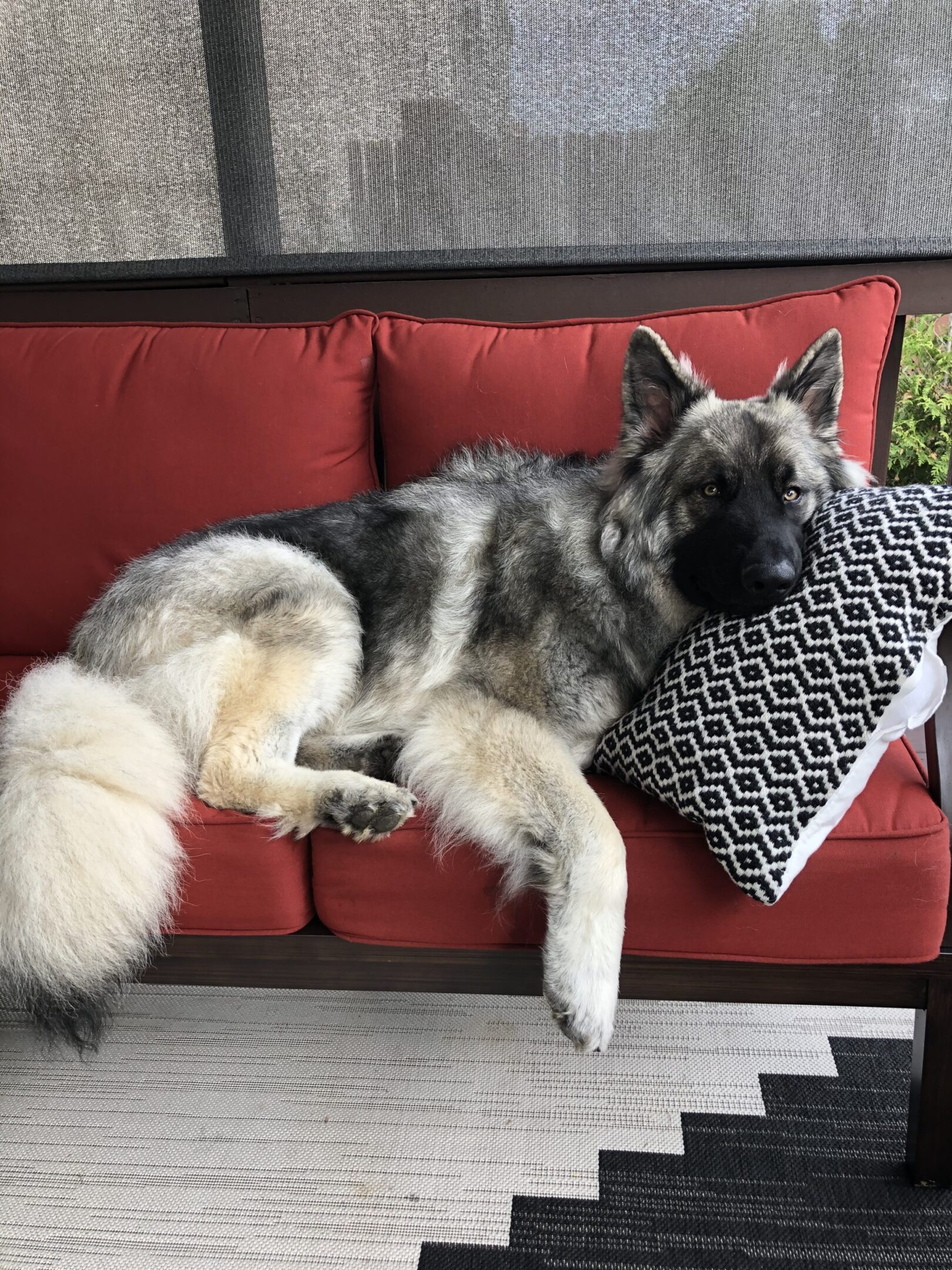 A dog laying on top of a red couch.