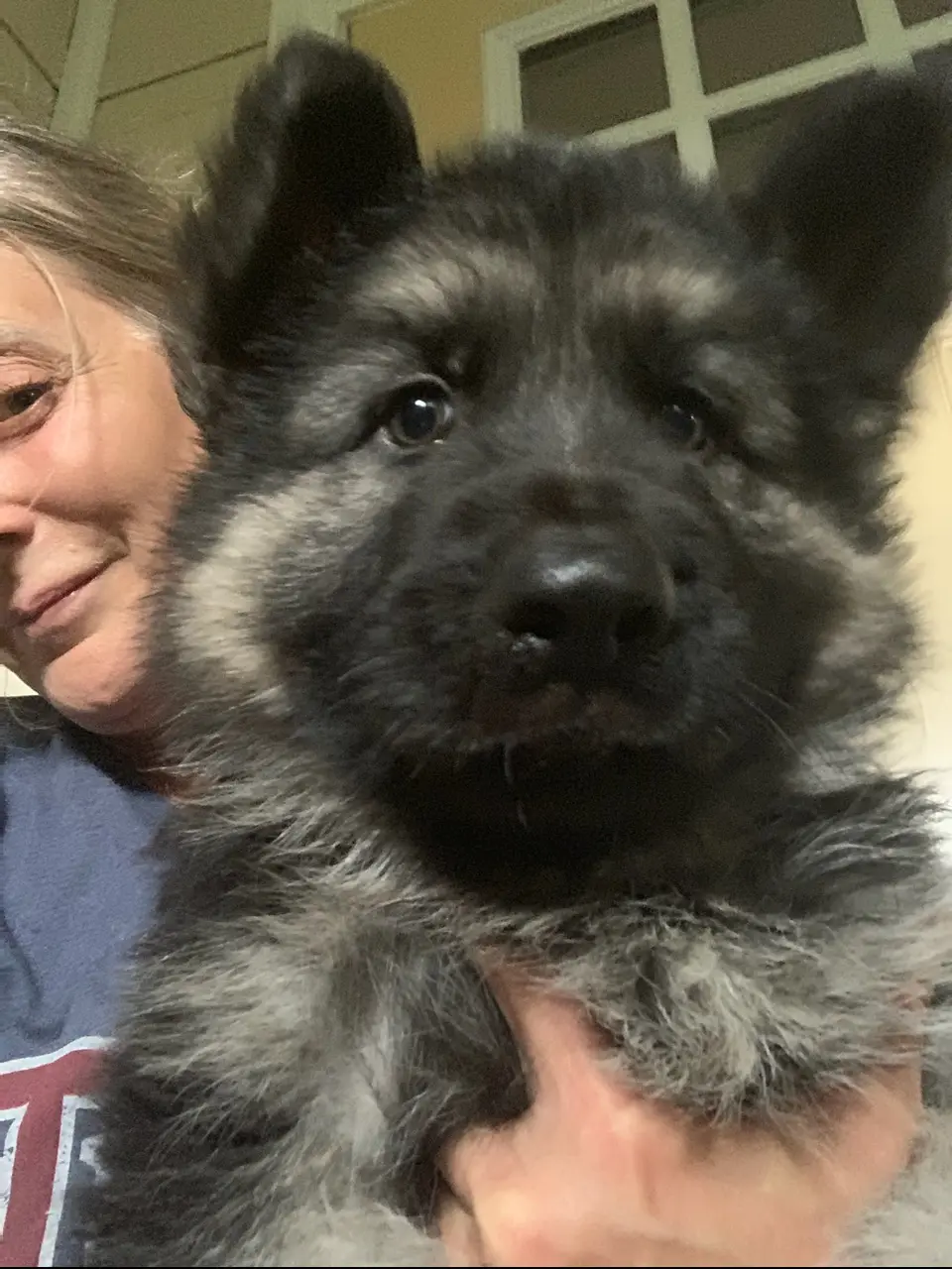 A woman holding a german shepherd puppy.