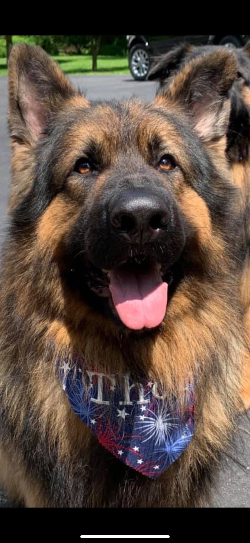 A close up of a dog 's face with tongue hanging out