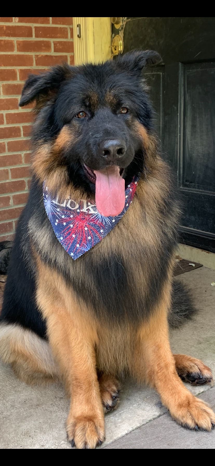 A dog with a bandana sitting on the ground.