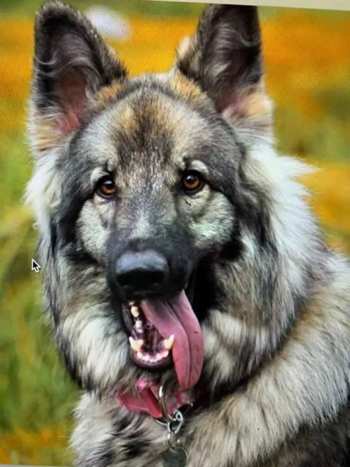 A close up of a dog with its tongue hanging out