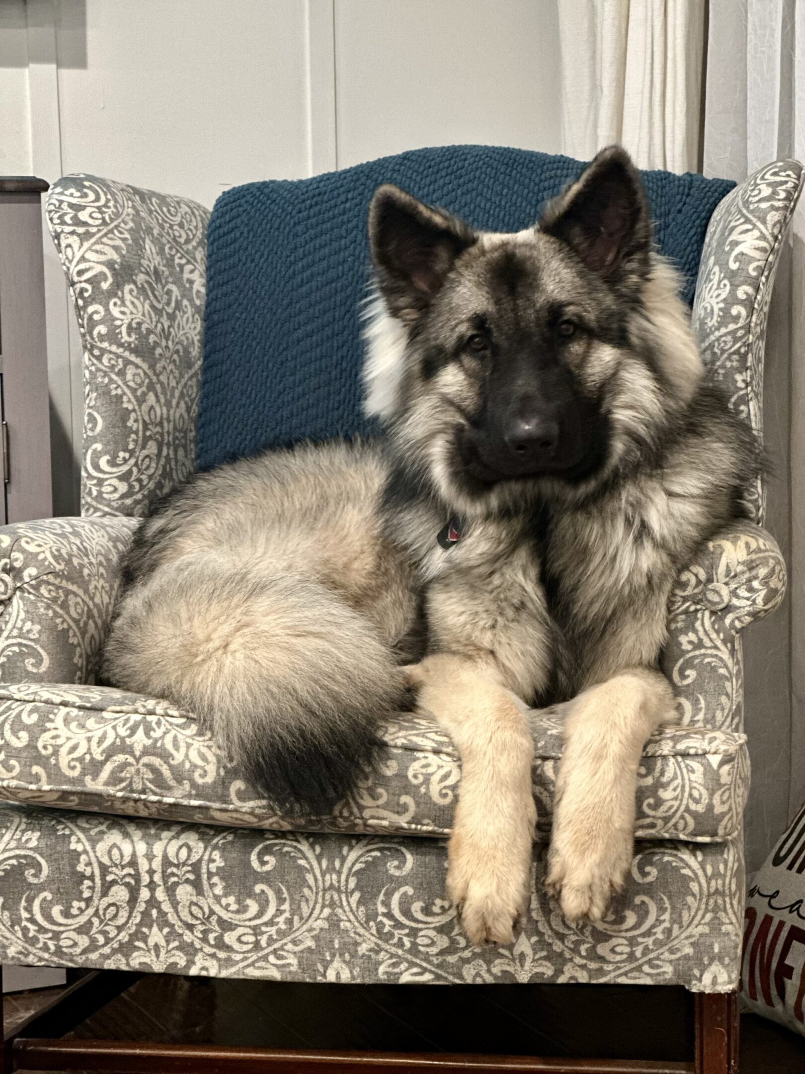 A dog sitting on the arm of a chair.