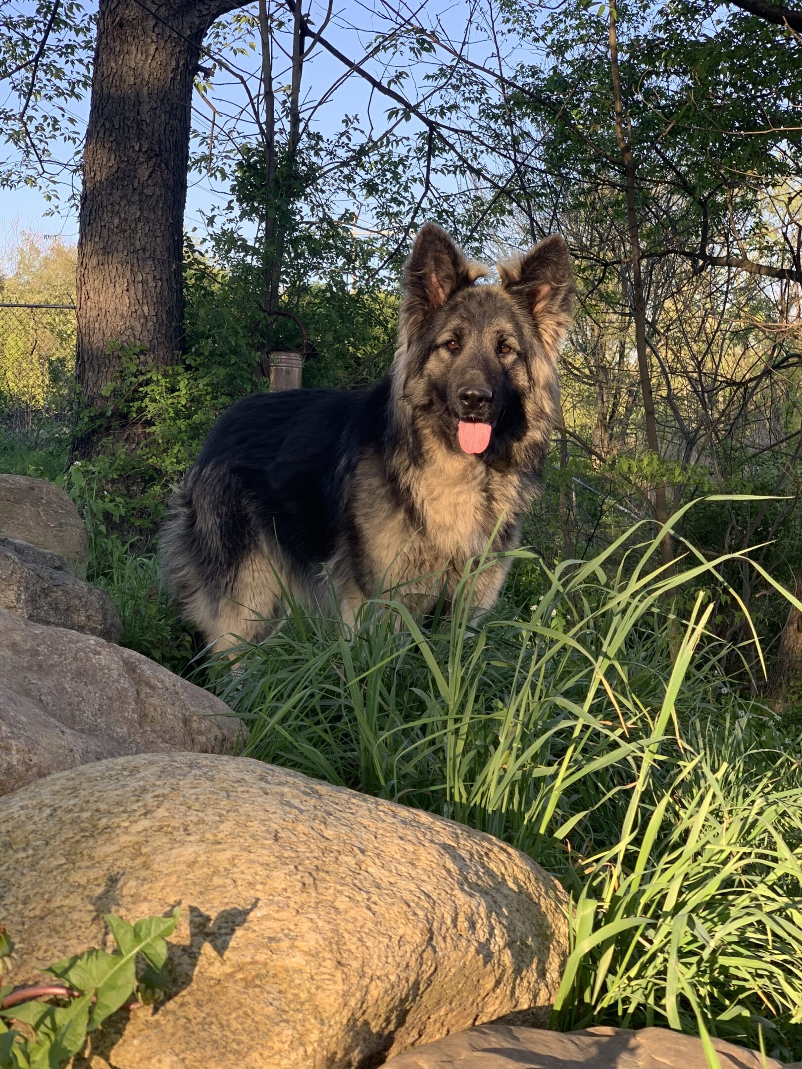 A dog standing in the grass near some rocks.