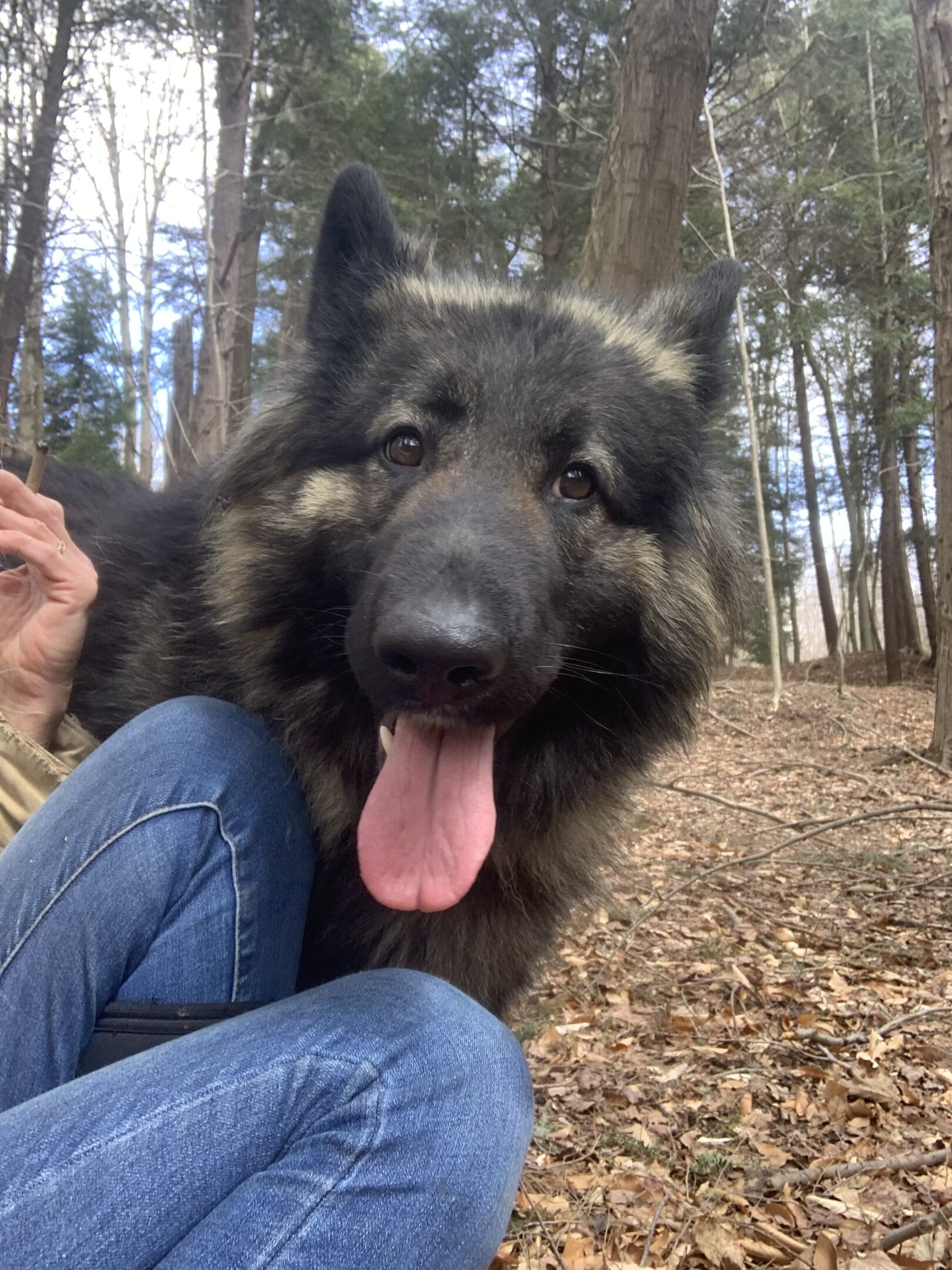 A dog sitting on the ground in front of trees.