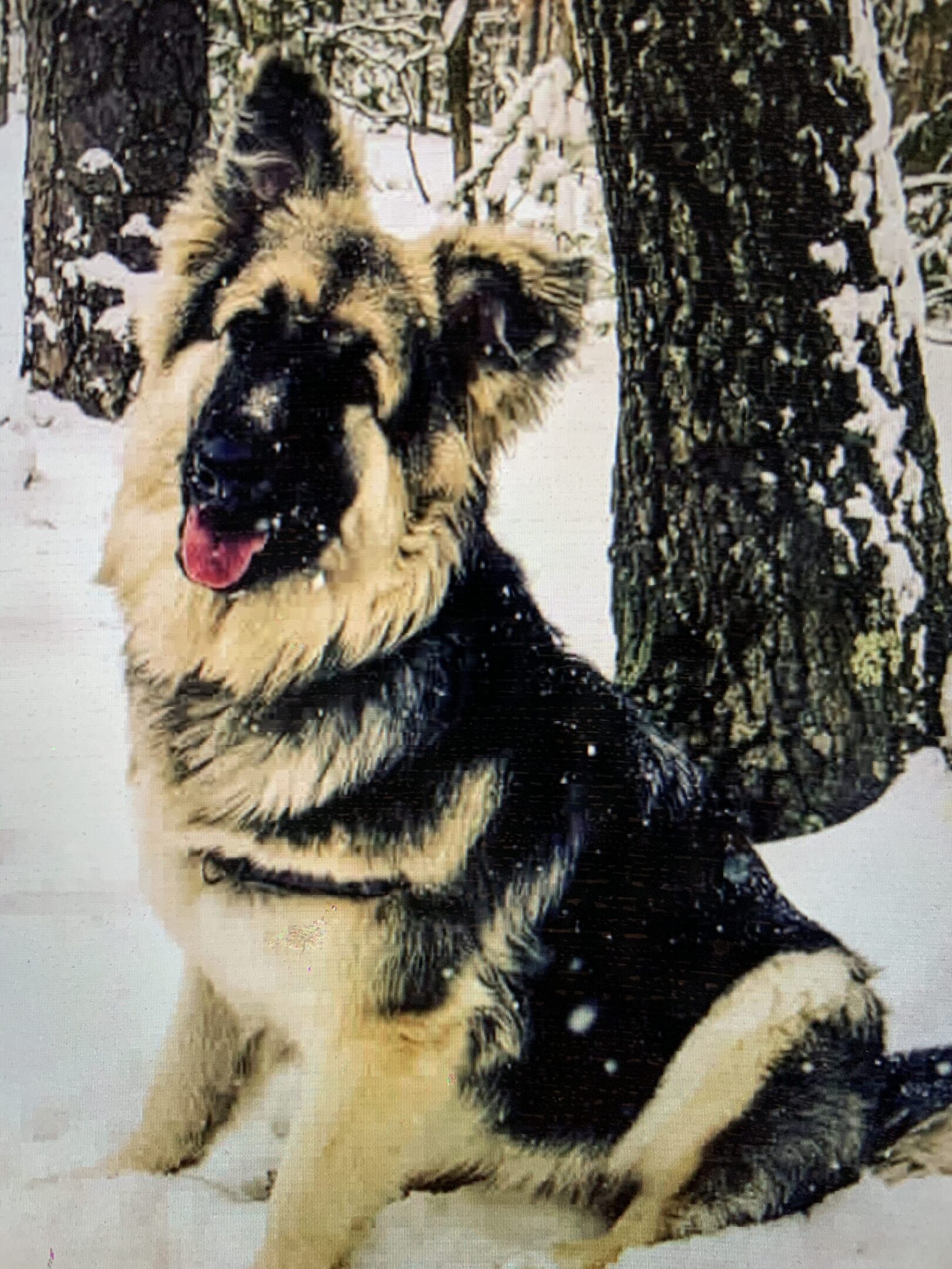 A dog sitting in the snow next to a tree.