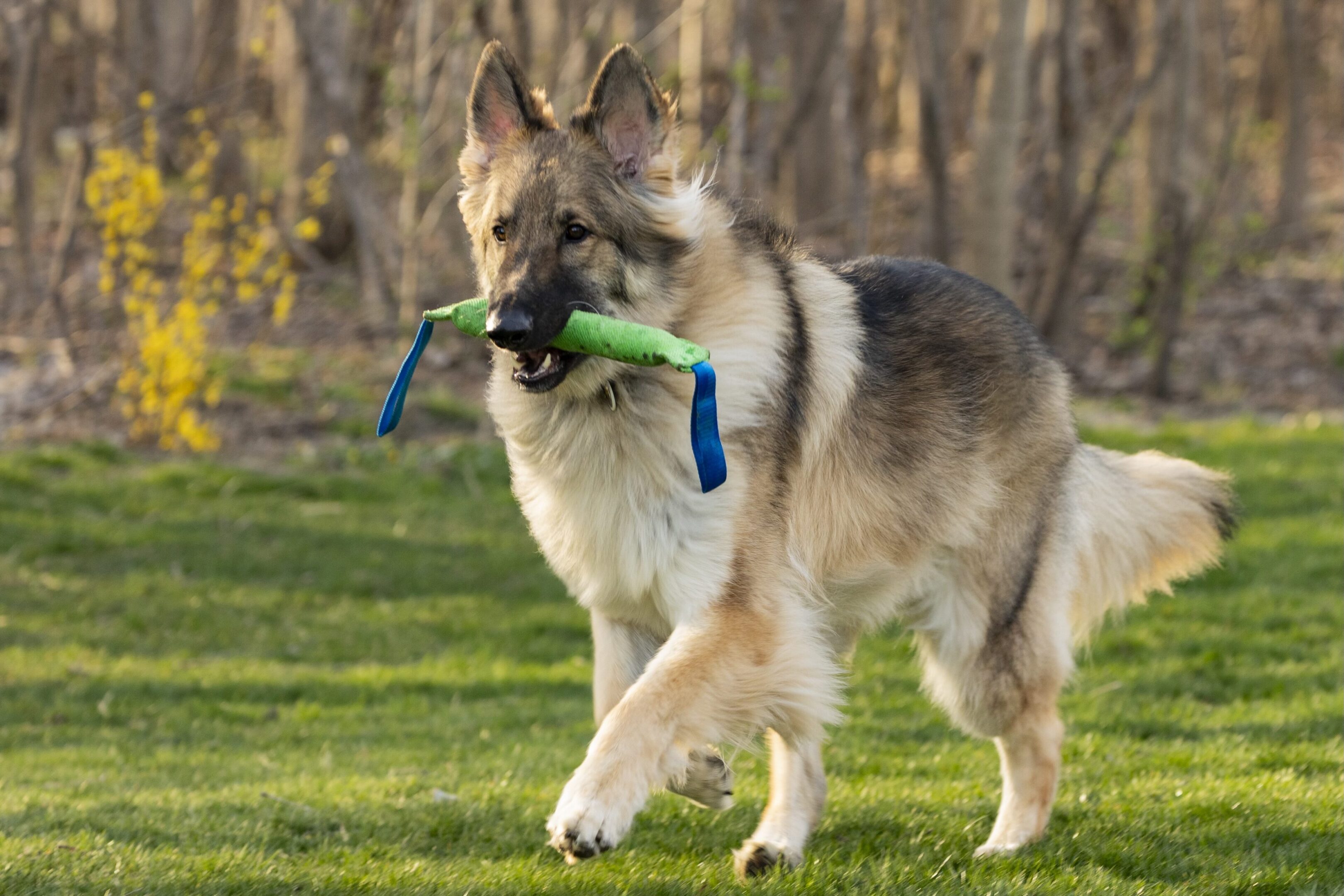 A dog carrying a green object in its mouth.