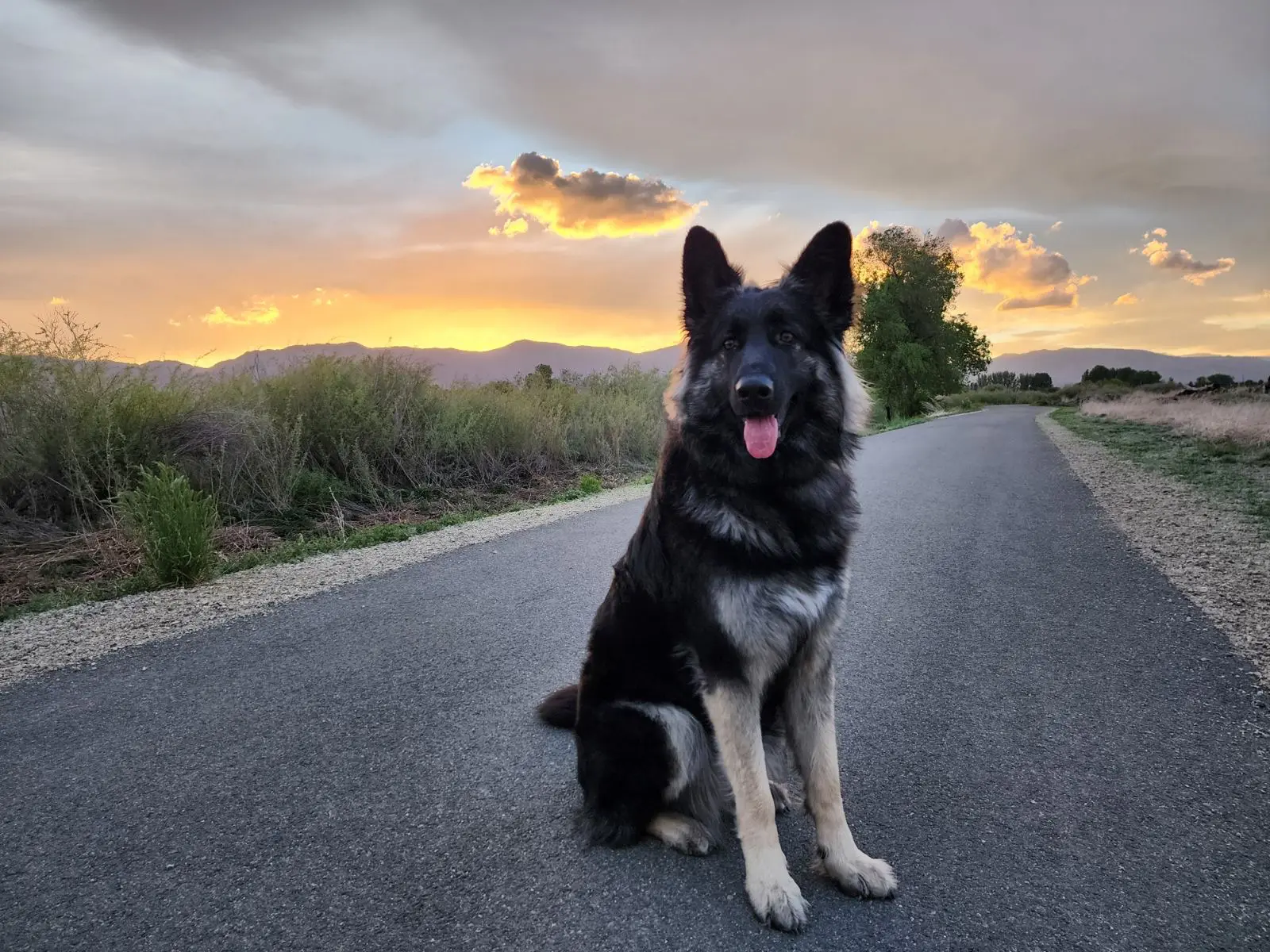 A dog sitting on the side of a road.